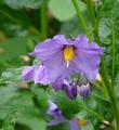 Solanum xanti hoffmannii grows from about Santa Barbara south into San Diego County.  - grid24_24