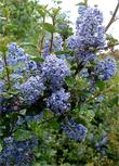 Ceanothus Mountain Haze is beautiful in coastal gardens. - grid24_24