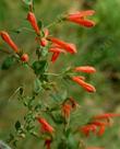 Keckiella cordifolia, Heart Leaf Penstemon, is very showy when several plants are massed together.