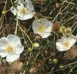 Here in this photo you can see the the buds, lovely white flowers, and plumose fruits of Fallugia paradoxa, Apache Plume. - grid24_24