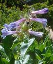 Penstemon heterodoxus, Sierra Penstemon, is a standout in the rock garden, placed in front of  taller yellow flowers such as Solidago species. 