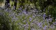Salvia clevelandii, Alpine cleveland sage makes a small border or hdege. Native to San Diego and up into Riverside County it will grow in most of California with little or no water.