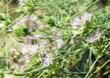 Monardella linoides stricta, Flaxleaf mountain balm flowers - grid24_24