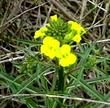 Erysimum ammophilum Coast Wallflower