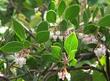 Arctostaphylos hookeri franciscana Franciscana Manzanita flowers and stems - grid24_24