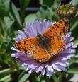 Erigeron glaucus, Cape Sebastian with butterfly