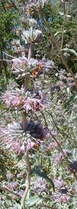 Purple Sage, Salvia leucophylla flower spike.
