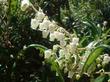 Here is a photo of an inflorescence of Comarostaphylis diversifolia, Summer Holly, with translucent urn-shaped flowers.  - grid24_24