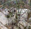 Juncus leseurii Salt Rush
