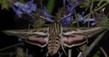 A hummingbird moth on a Salvia Winnifred Gilman.