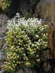 Kaweah River bush monkeyflower growing on a rock wall - grid24_24