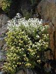 Kaweah River bush monkeyflower growing on a rock wall - grid24_24