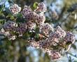 The Sierra buckbrush has delightful blue flowers that are fragrant