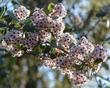 The Sierra buckbrush has delightful blue flowers that are fragrant - grid24_24