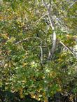 Acer macrophyllum,  Big Leaf Maple with fall color beginning to show on tree. - grid24_24