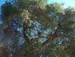 Quercus agrifolia, Coast Live Oak can be a large tree.