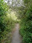 Rhamnus californica, Coffeeberry lining a fairy path to Oz.