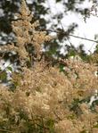 Holodiscus discolor, Cream Bush, is here photographed in our Santa Margarita garden.  - grid24_24