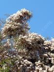 A beautiful specimen of Clematis lasiantha, Pipestem Clematis, loaded with fruits, and draped over adjoining vegetation.  - grid24_24