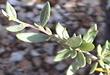 Cercocarpus ledifolius, Desert Mountain Mahogany, with its pointed leaves, grows in the higher- elevation mountains of California. 
