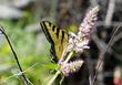 Agastache with a Swallowtail Butterfly - grid24_24