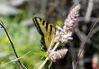 Agastache with a Swallowtail Butterfly