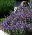 Penstemon Margarita BOP pushed up against a rock. Native plants can be very pretty. - grid24_24