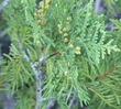 Thuja plicata Western Red Cedar