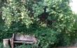 Elderberry, Mexican Elderberry, Western Elderberry with a garden bench and Snowberry