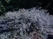 Ceanothus foliosus, Wavy leaf  Mountain Lilac can be very showy.