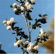 This is the little Ceanothus we planted twenty years ago.