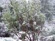Snow on Arctostaphylos pungens, Mexican manzanita