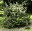 Rhamnus californica, Eve Case Eve Case old photo, plant still alive and well after 30 years.