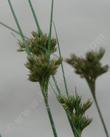 Juncus occidentalis, Western Rush with flower head - grid24_24