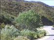 Populus fremontii, Western Cottonwood along hwy 58