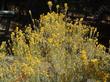 A Chrysothamnus nauseosus, Rabbitbrush, in flower at our Santa Margarita, California, garden. - grid24_24