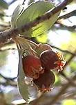 Amelanchier utahensis Utah Service Berry berries - grid24_24