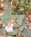 Arctostaphylos pringlei drupacea, Idyllwild Manzanita or Pinkbract Manzanita flowers and berries