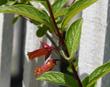 In this photo you can see two flower stalks with the orange-red flowers of Lonicera involucrata var. ledebourii, Twinberry Honeysuckle.