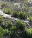 Artemisia dracunculus Tarragon