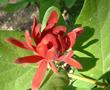 A closeup of the flower of Calycanthus occidentalis, Spice Bush, with the leaves below it. 