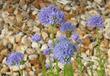 Gilia capitata, Globe Gilia, is shown here in the Santa Margarita nursery, California.