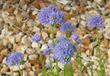 Gilia capitata, Globe Gilia, is shown here in the Santa Margarita nursery, California. - grid24_24