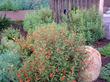 Red monkey flower against a boulder in a Southern California garden.