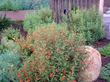 Red monkey flower against a boulder in a Southern California garden. - grid24_24