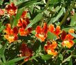 Santa Susana Monkey Flower, Diplacus  rutilus, has a BIG red flower and grows native in North Los Angeles, Pasadena. Los Angeles has GREAT native plants!