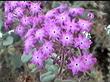 An old photo of Abronia villosa var. aurita, Sand Verbena, from the south coast of California. - grid24_24