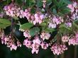 Baby Bear manzanita bush has dark red bark, bright rose pink flowers, liked by hummingbirds, butterflies, bumblebees and other native bees, easy to grow, tolerates most soils, Baby Bear manzanita is a huggable when young.&nbsp; The height seems to be about seven feet and width about eight feet.The bush can be easily pruned to five feet both vertically and wide.'Baby Bear' manzanita can be used as a six to eight foot hedge. The bright pink flowers are very showy and stay for about sixty days. This manzanita bush has a goodly amount of nectar in it's flowers that is used by hummingbirds, butterflies and many native insects.<br> Baby bear seems to tolerate many conditions and be happy as a bear in most of California. - grid24_24