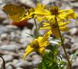Bidens laevis, Joaquin Sunflower with a Dogface Butterfly