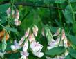 Lathyrus vestitus Wild Pea - grid24_24